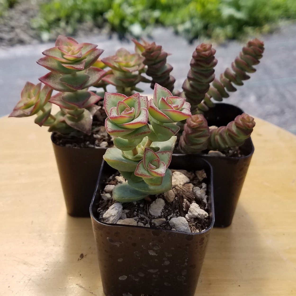 Крассула Ланкастер