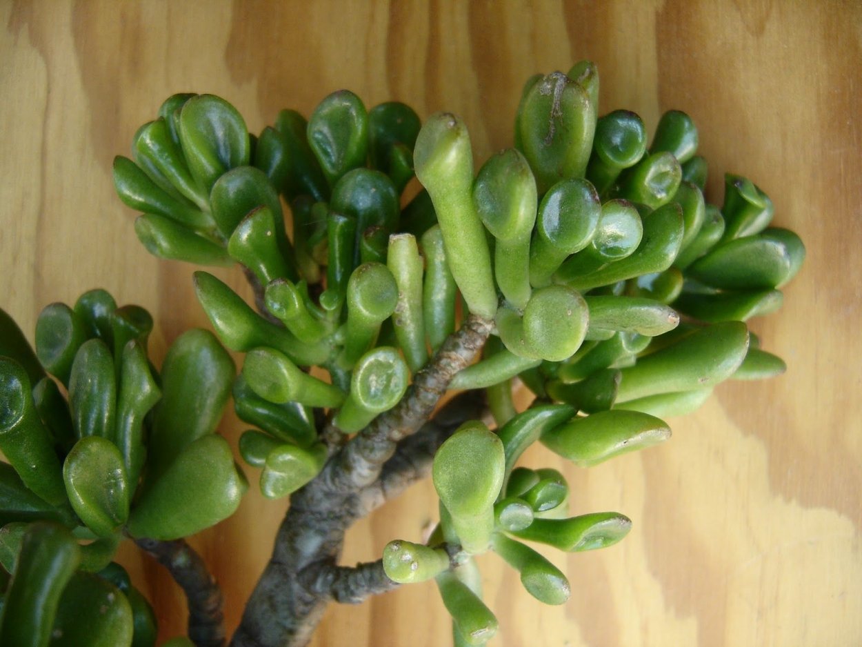 Крассула Альмонд Джейд