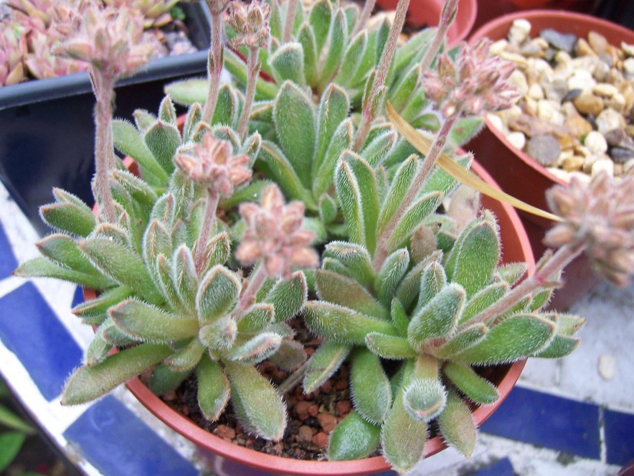 Crassula setulosa