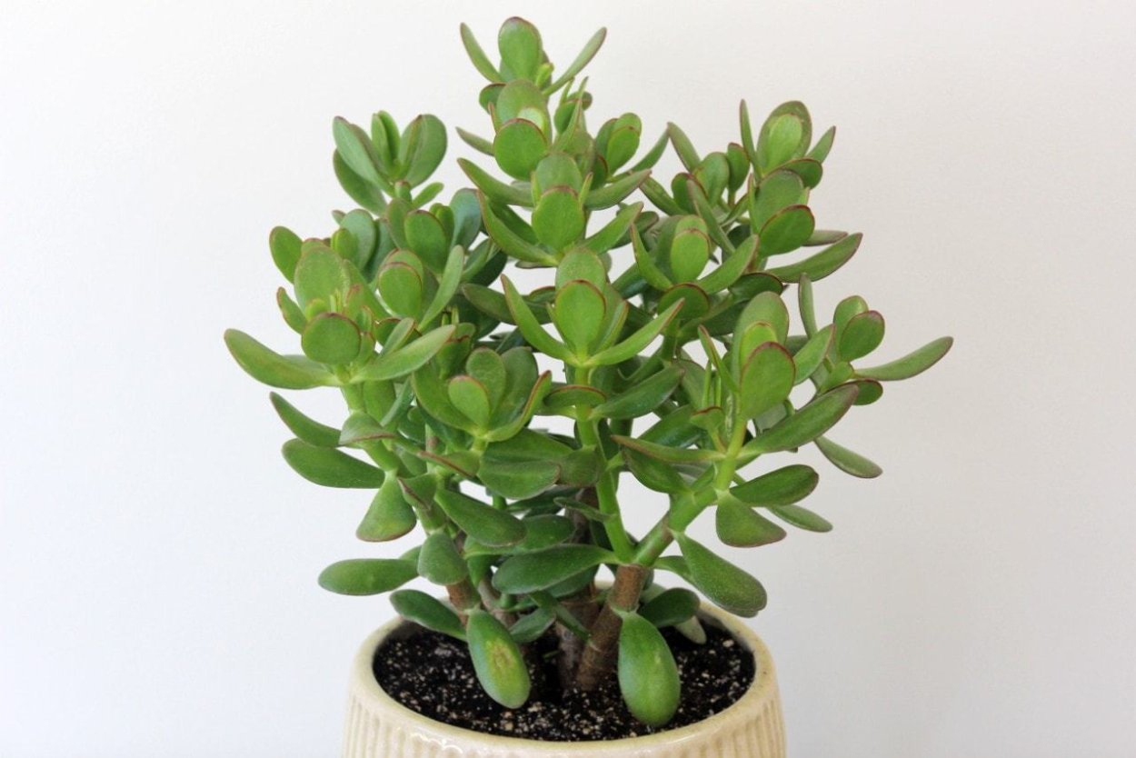 Суккулент Крассула Овата