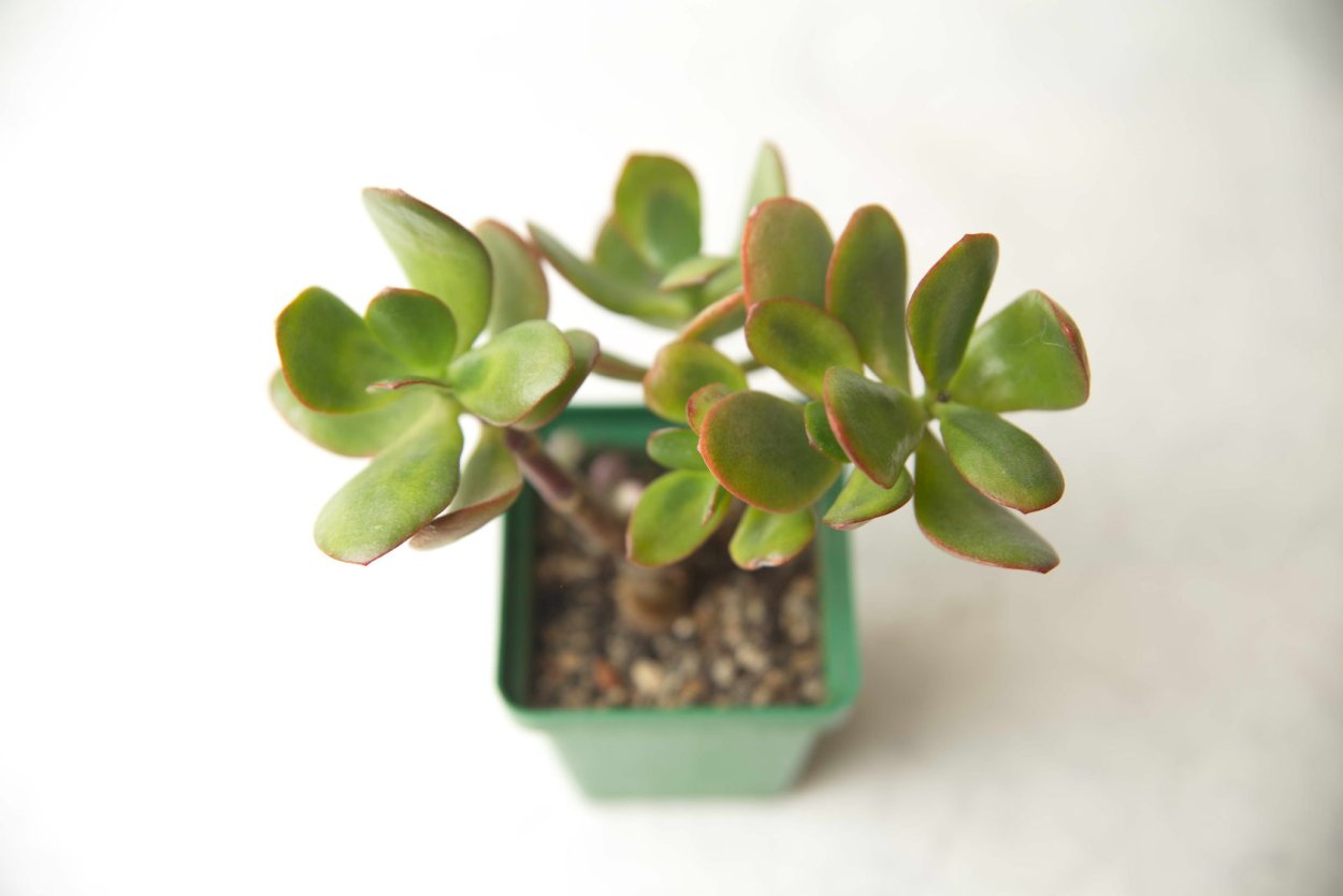 Crassula ovata Sunset Magic