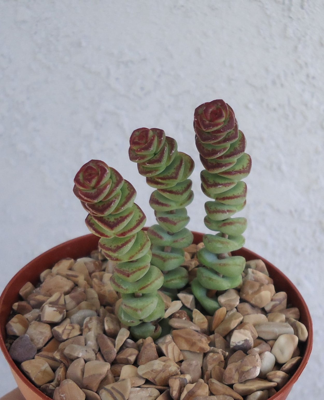 Crassula marnieriana