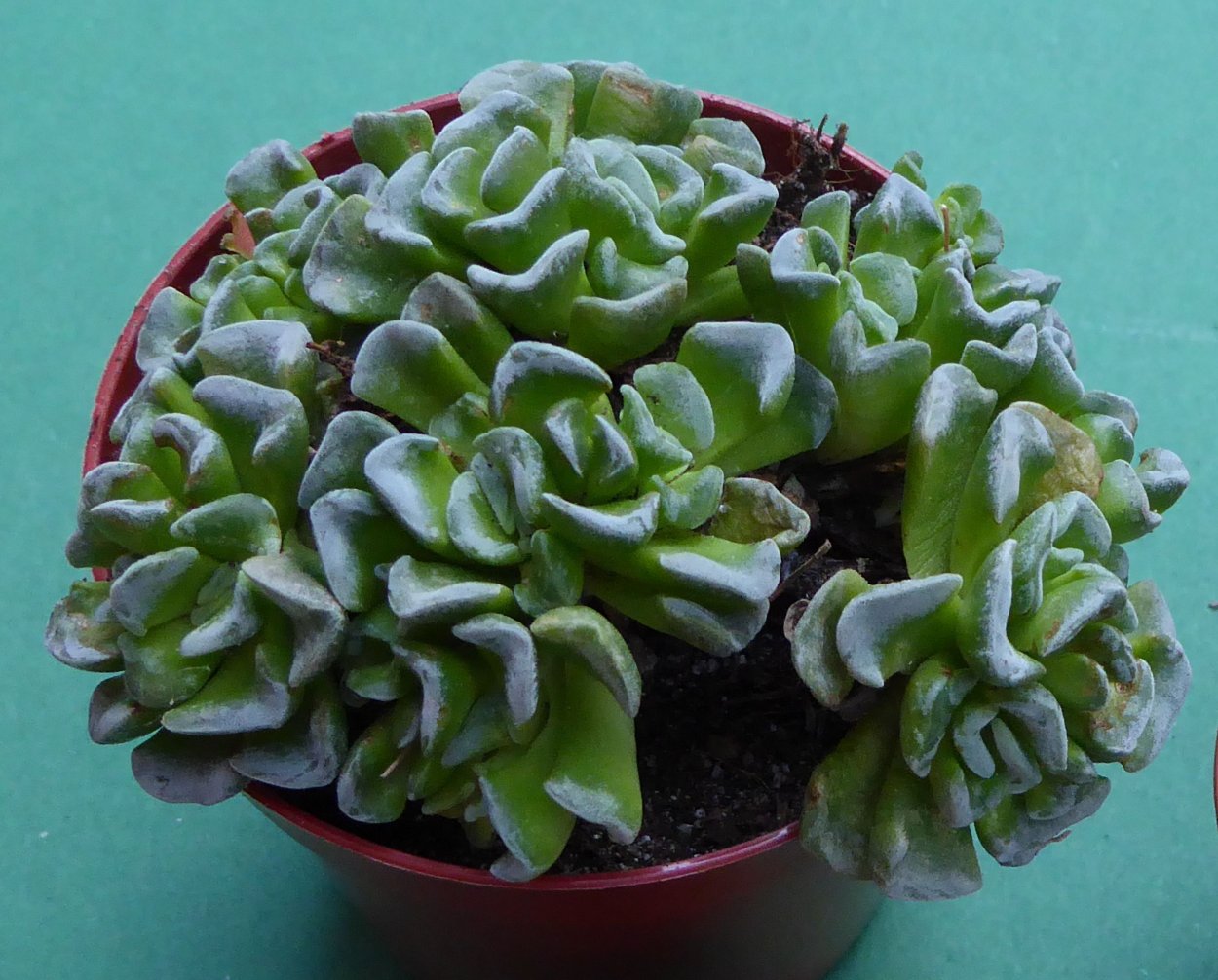 Крассула Дороти (Crassula Dorothy)