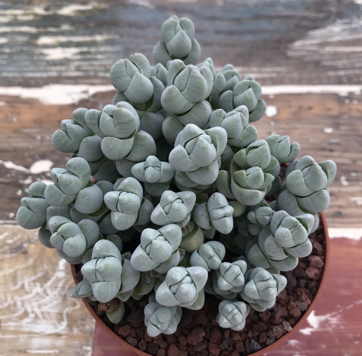 Crassula ‘Rosa Marina’