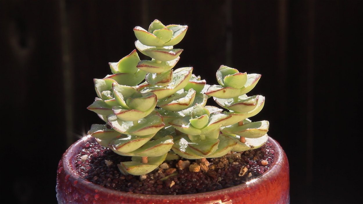 Суккулент Крассула перфората Вариегата