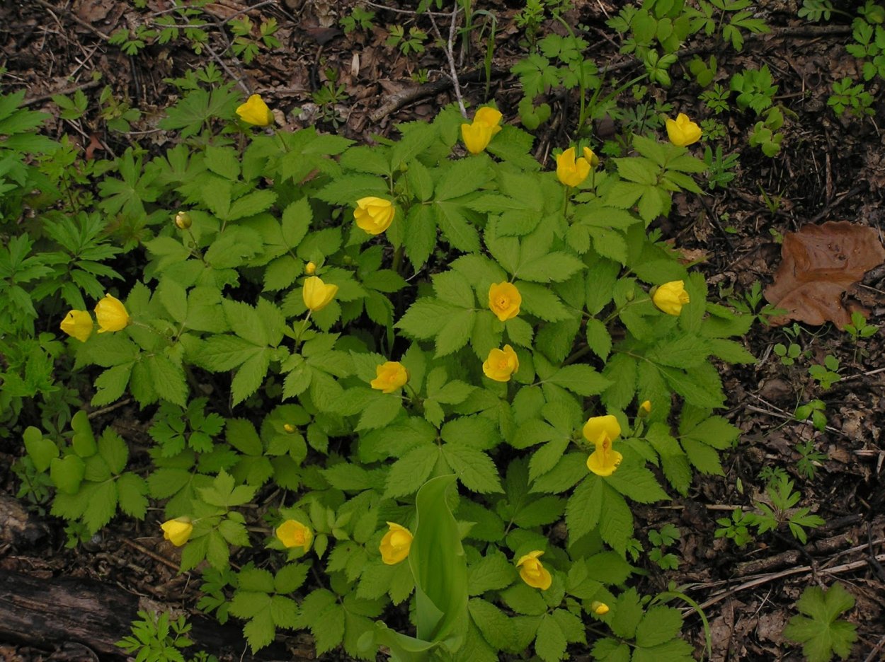 Hylomecon japonica