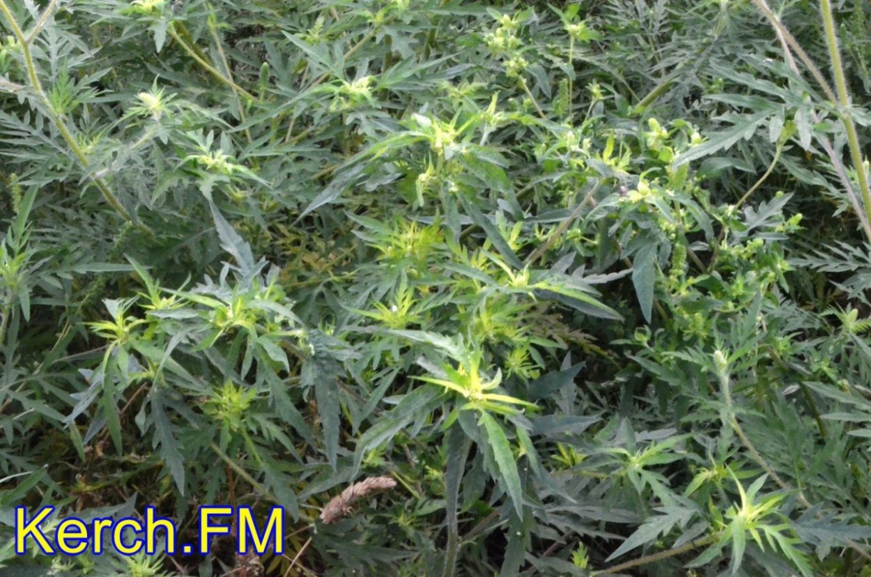 Амброзия в Крыму