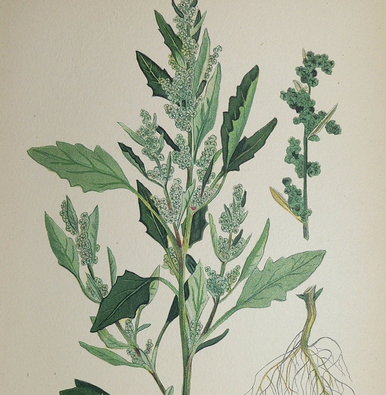Chenopodium album