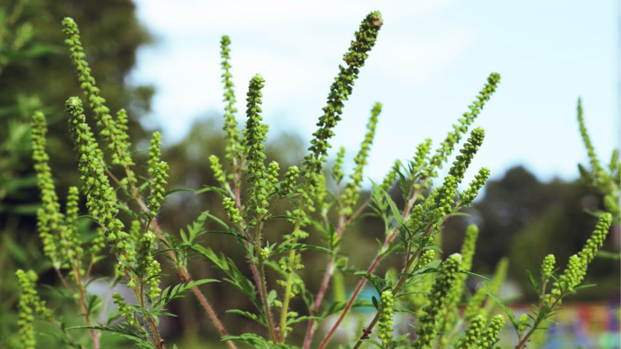 Амброзия ужеьцветет Новороссийск?