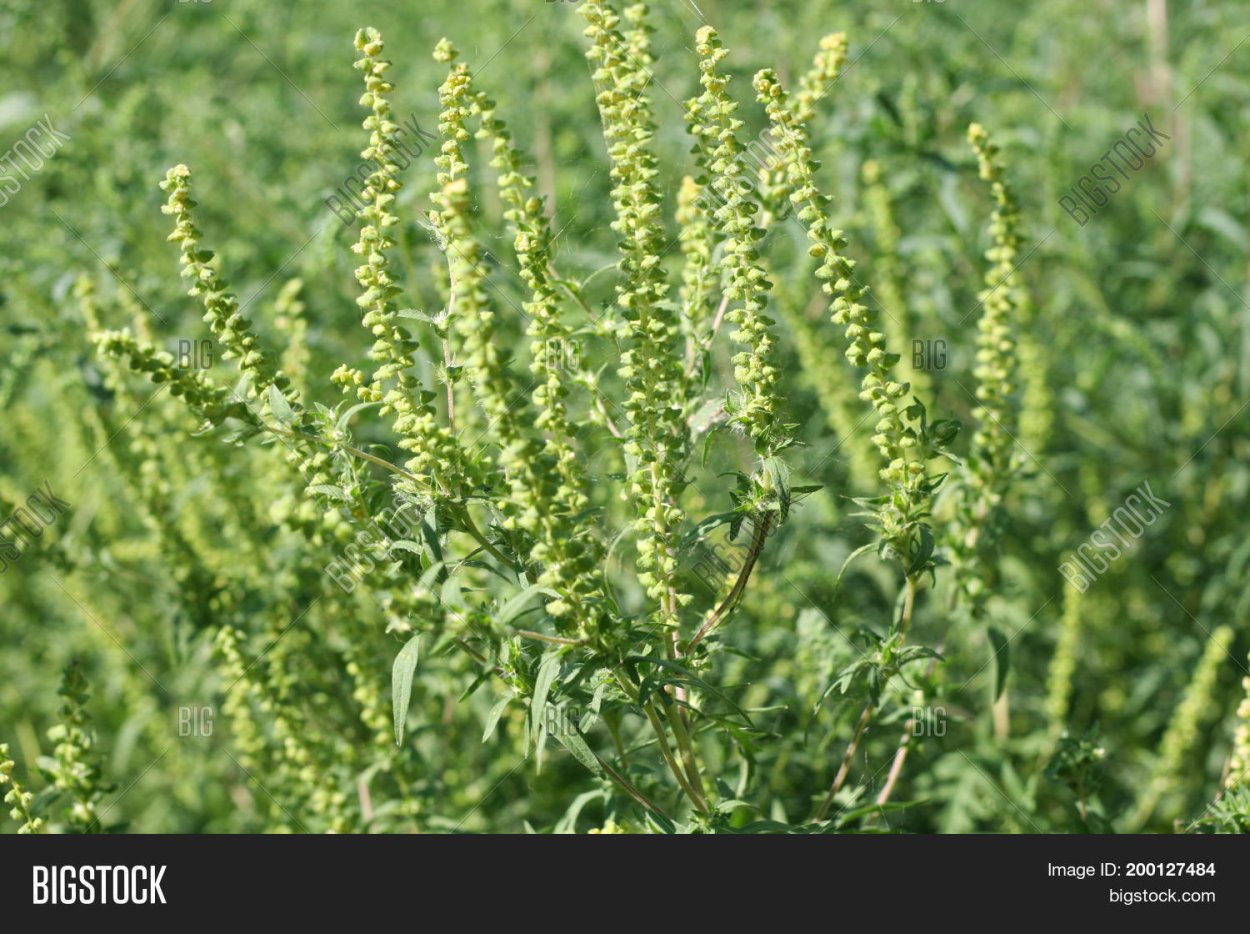 Амброзия алкоголь