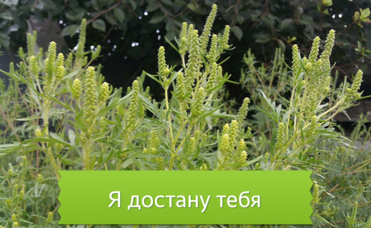 Амброзия растение аллергия