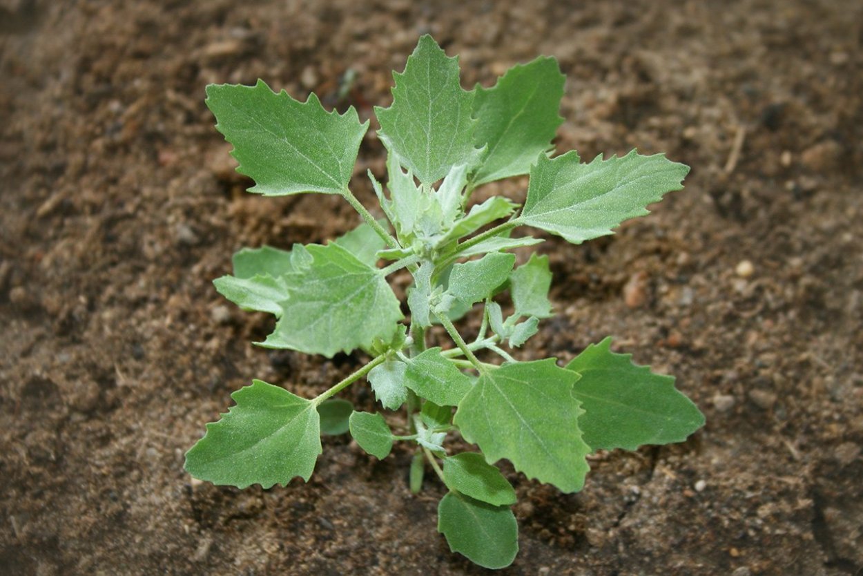 Лебеда раскидистая сорняк