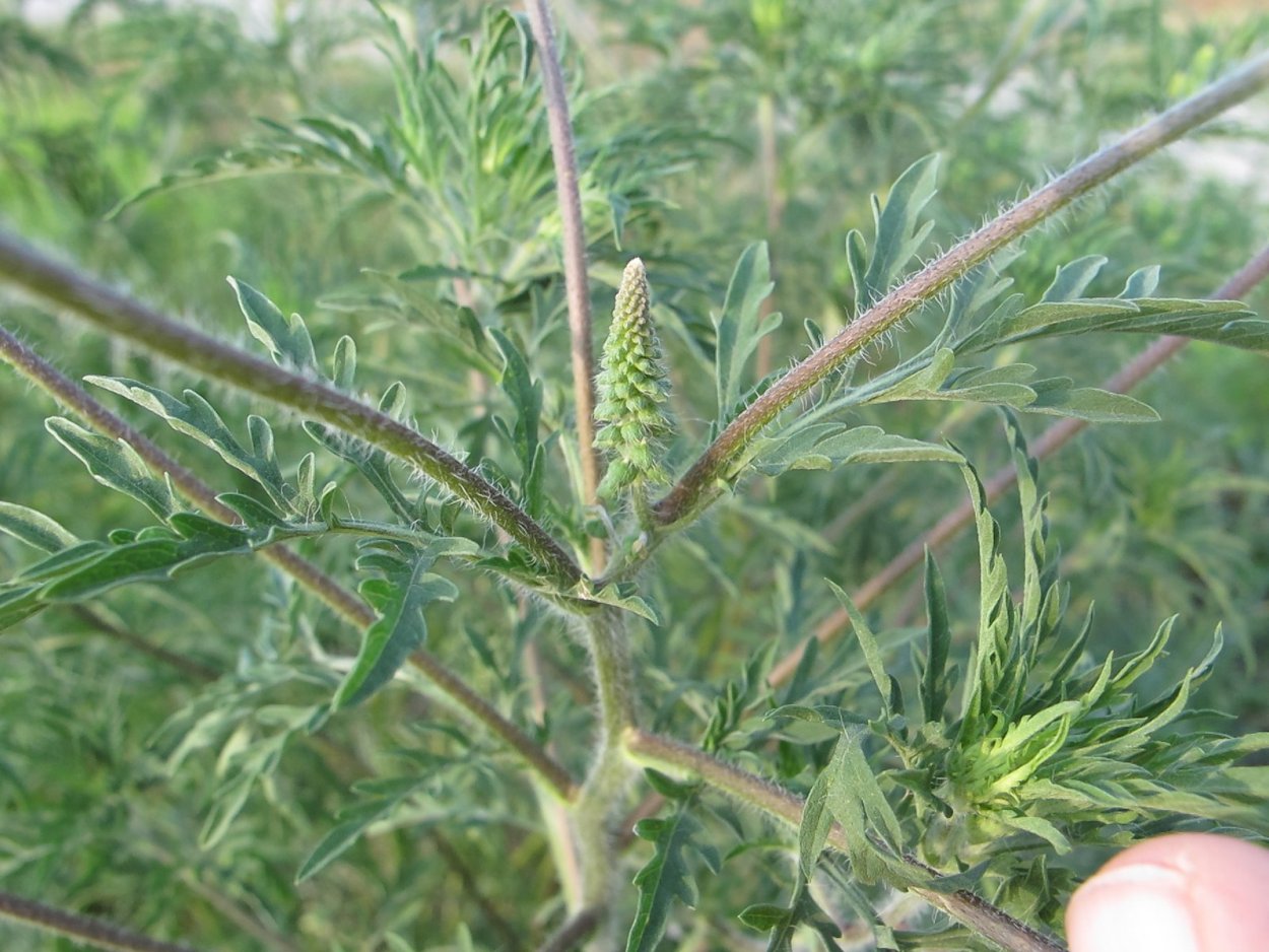 Амброзия голометельчатая