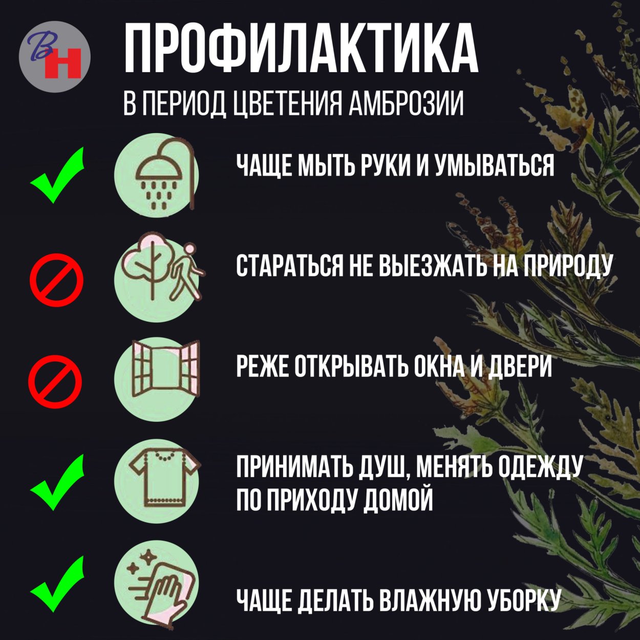 Аллергия на амброзию симптомы