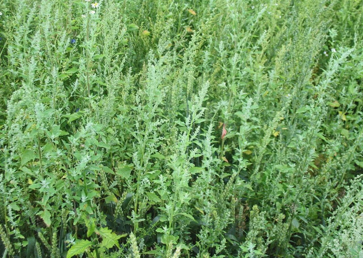 Лебеда Татарская сорняк