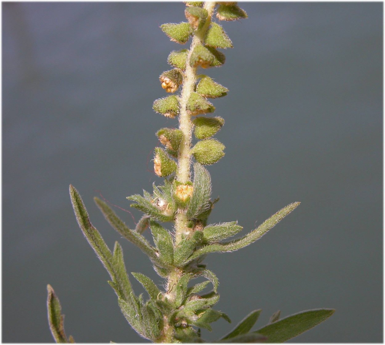 Амброзия многолетняя Ambrosia psilostachya d.c.