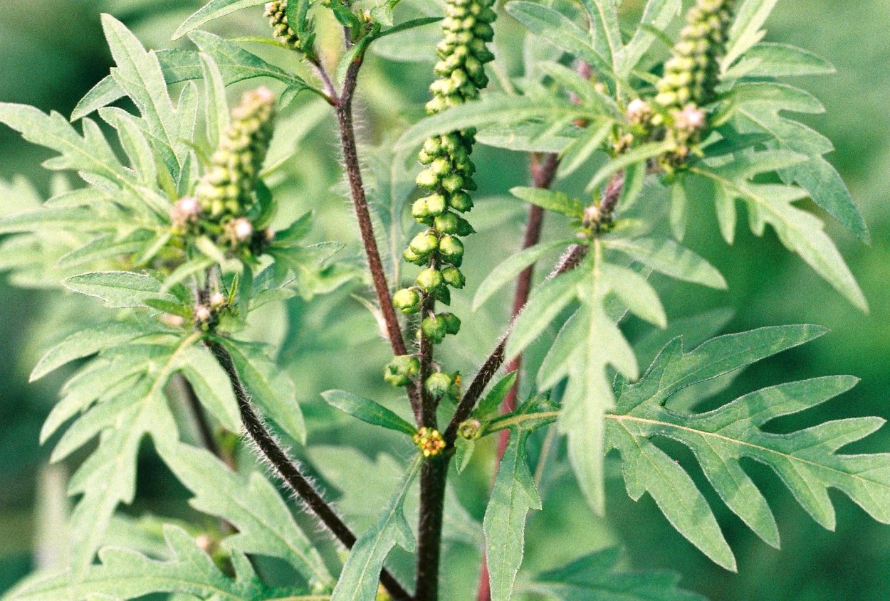 Амброзия полыннолистная