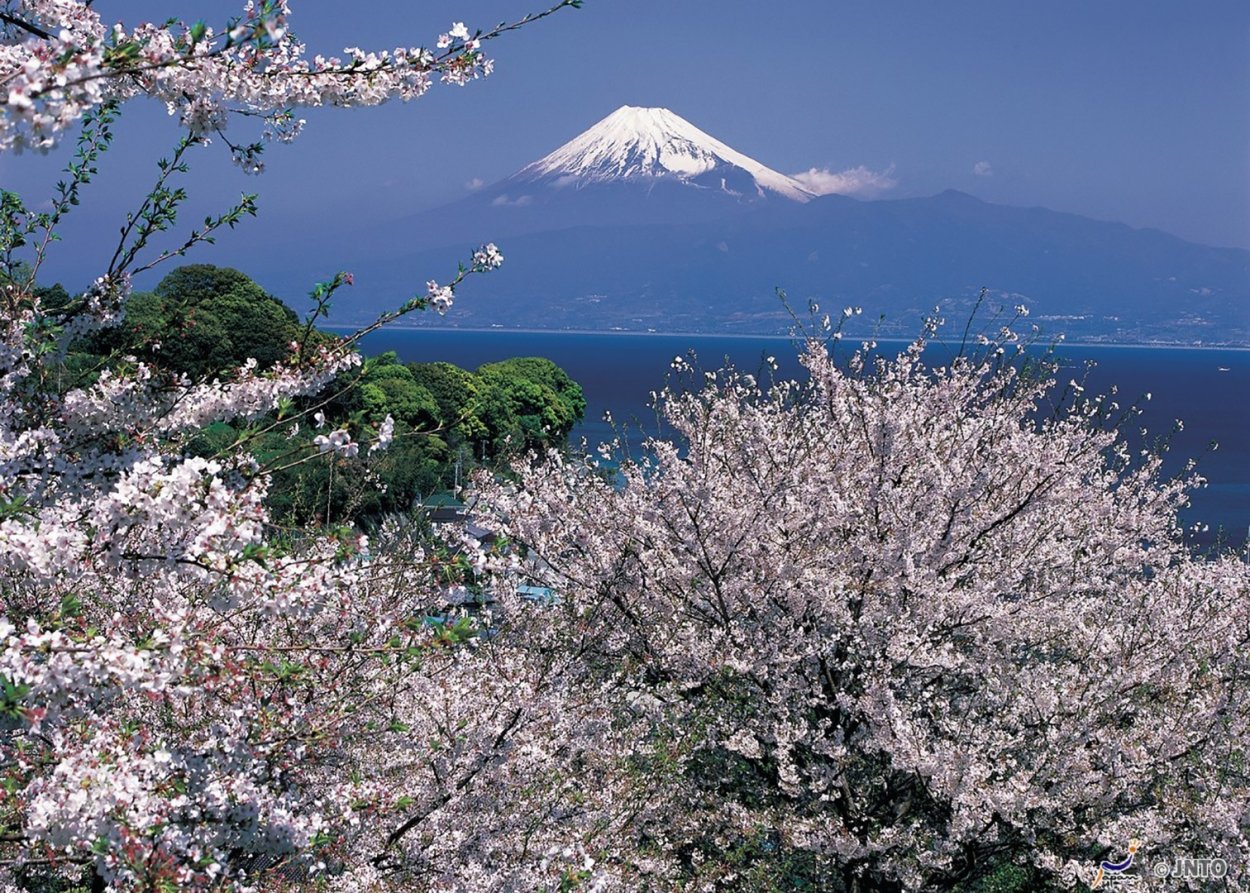 Япония цветение Фудзи
