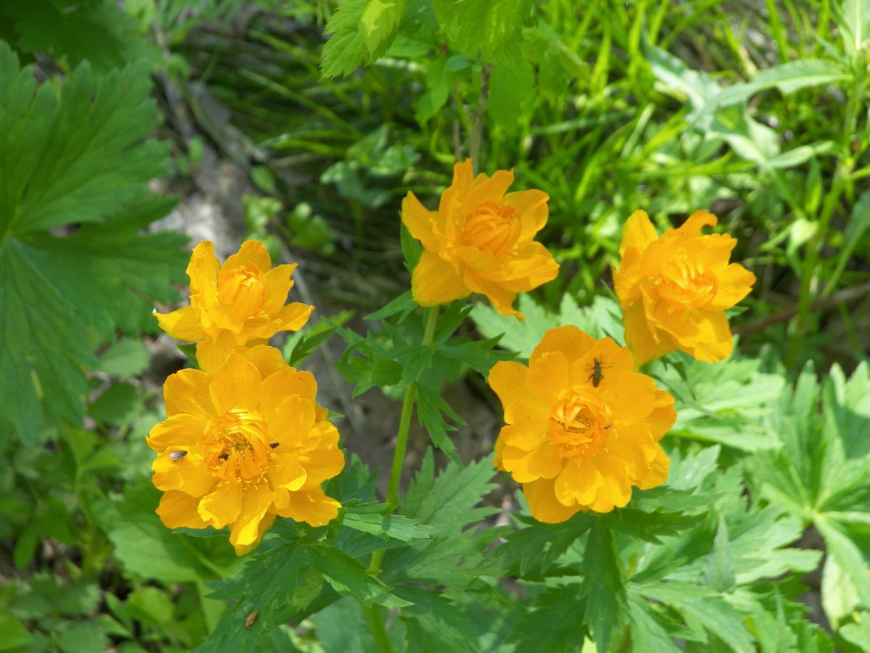 Купальница Trollius ranunculoides