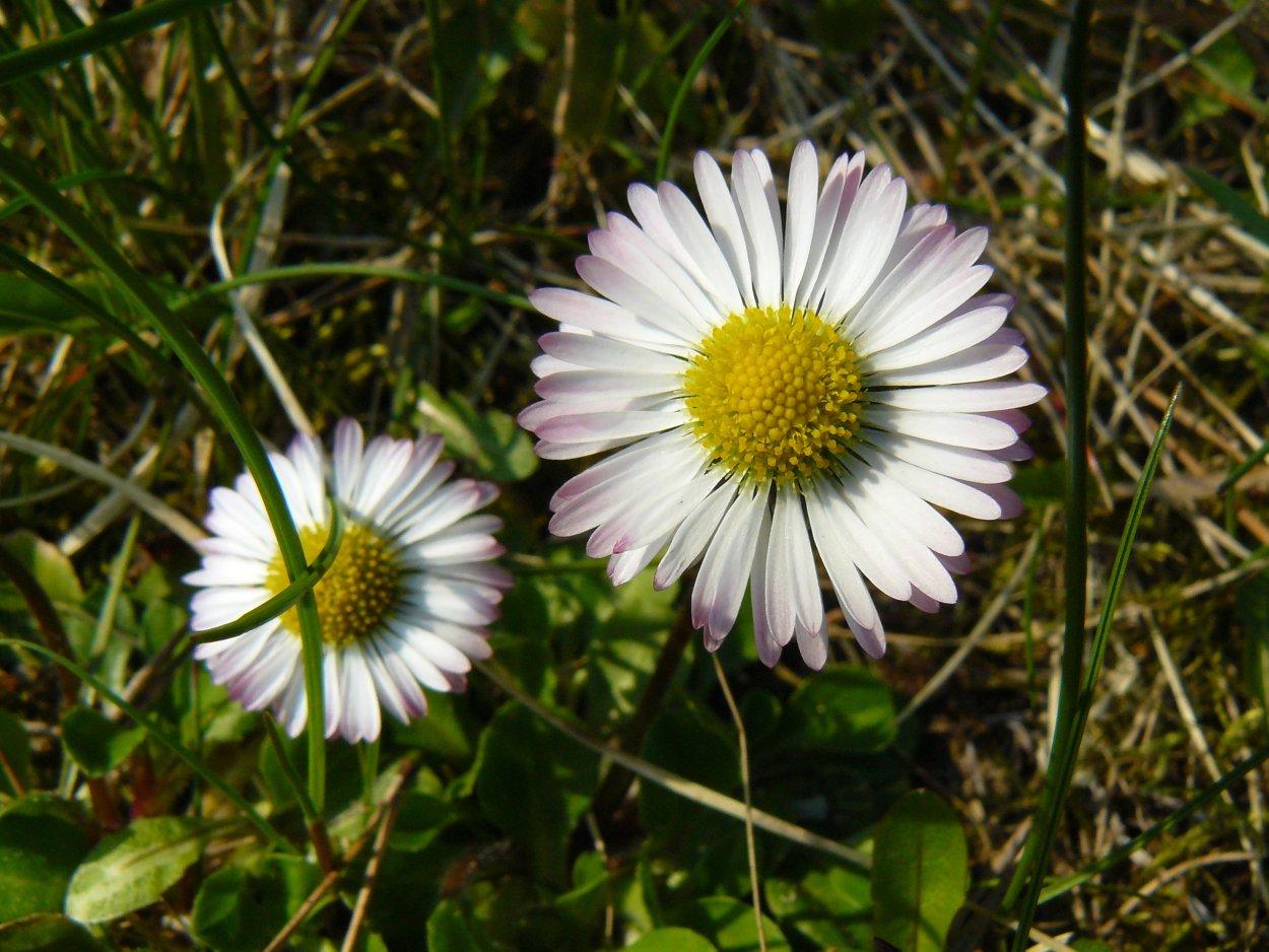 Дикая Ромашка