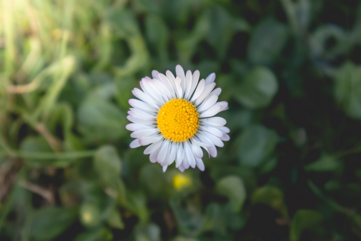 Плод ромашки садовой