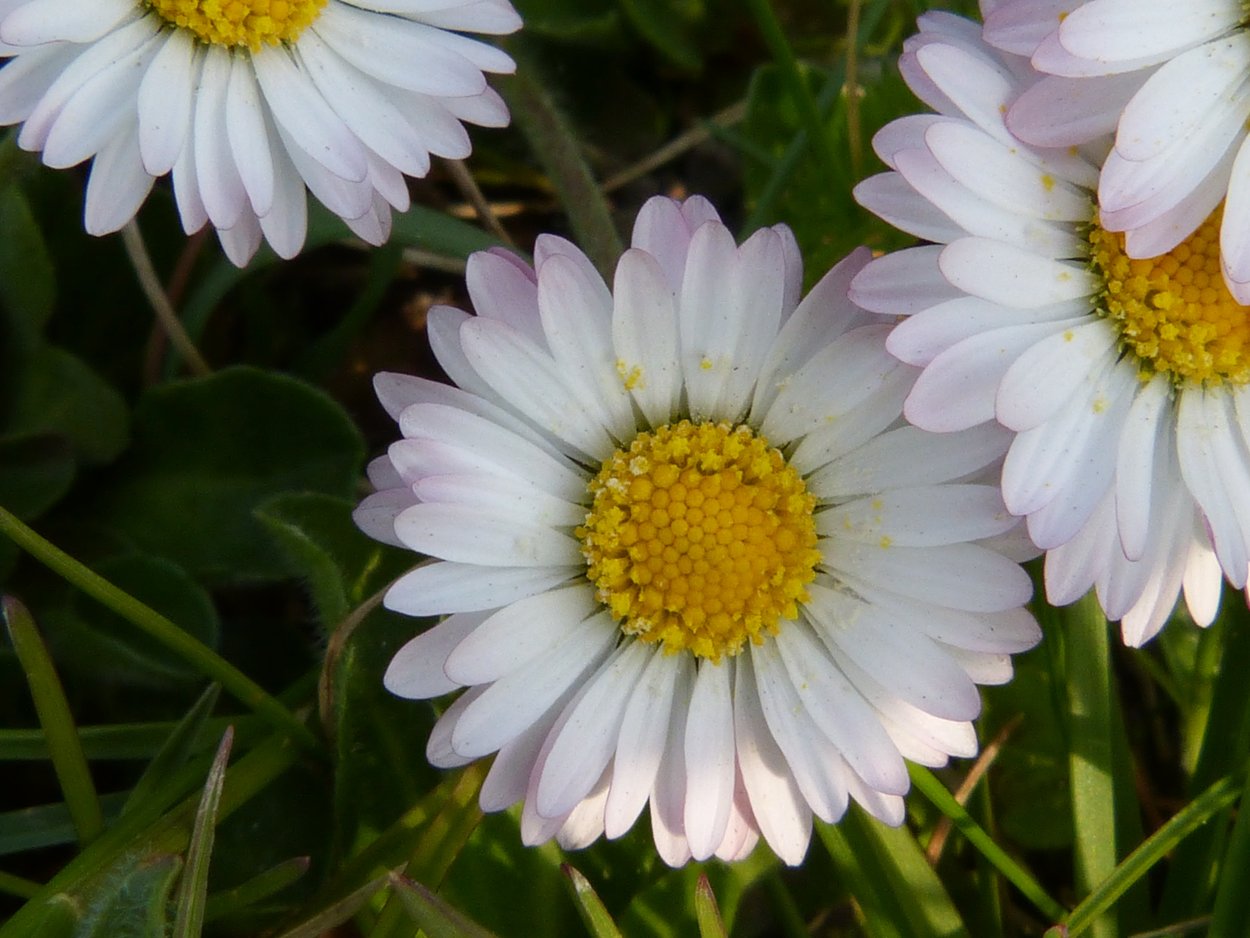 Маргаритки полевые