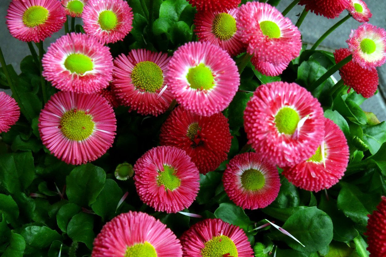 Маргаритка многолетняя Bellis perennis