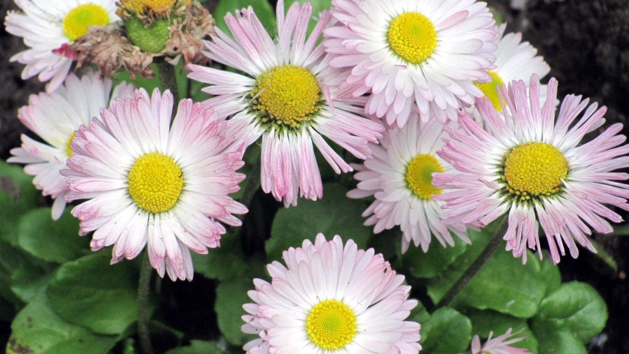 Дейзи цветок Маргаритка