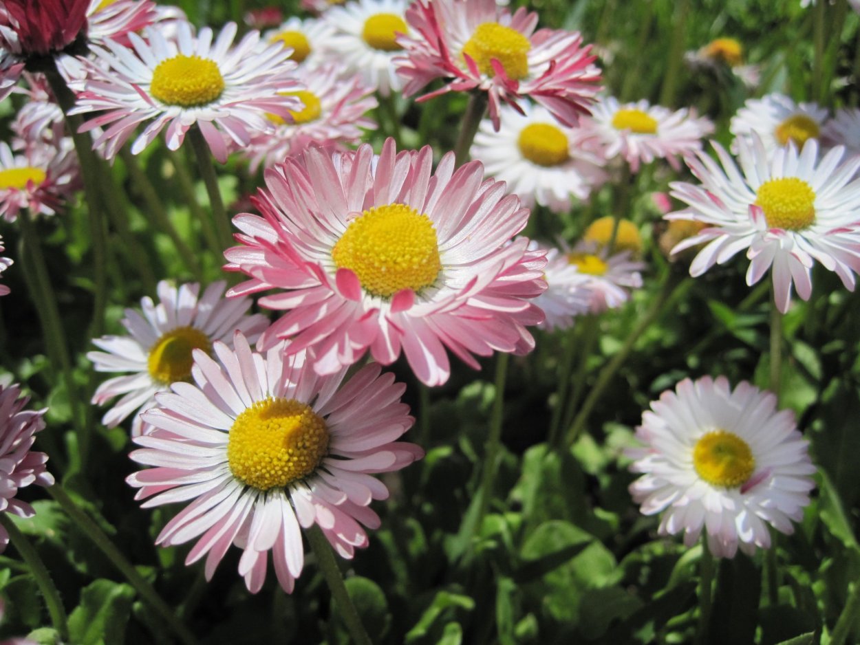 Маргаритка двулетняя