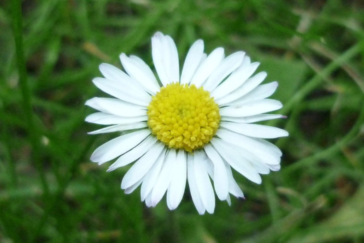 Wild Daisy