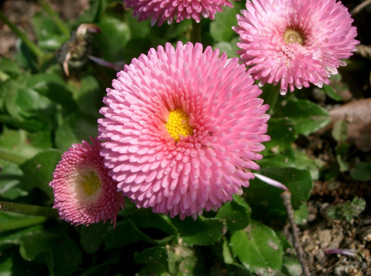Маргаритка многолетняя Bellis perennis
