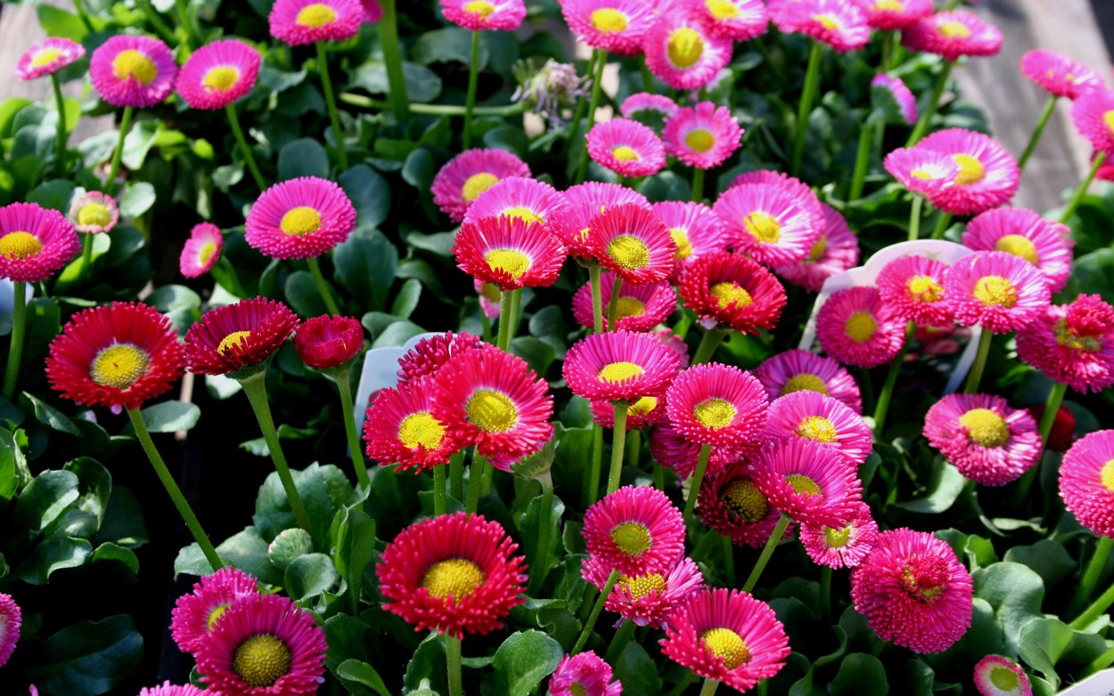 Маргаритка многолетняя Bellis perennis