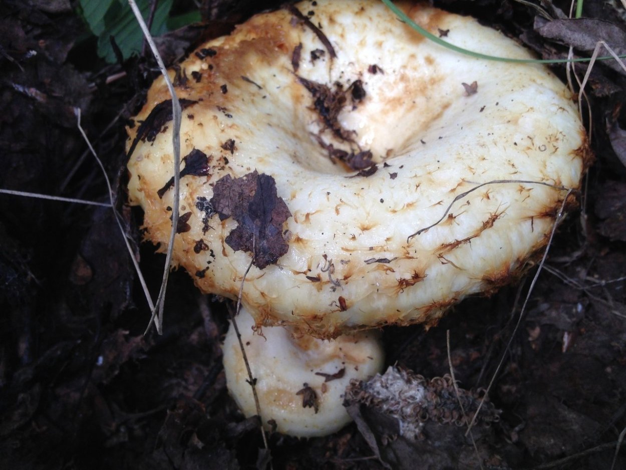 Груздь белый Крымский