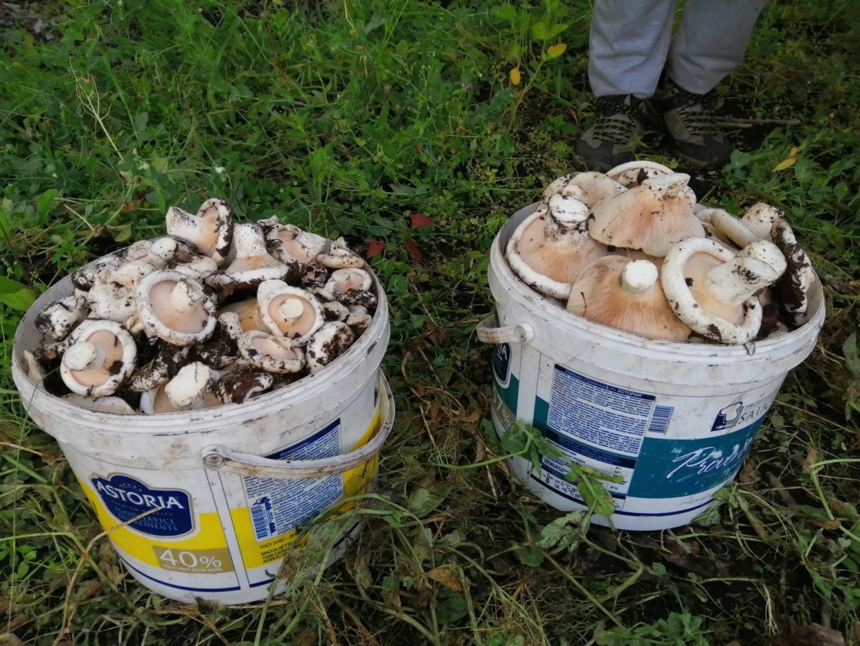 Гриб груздь Лисичка