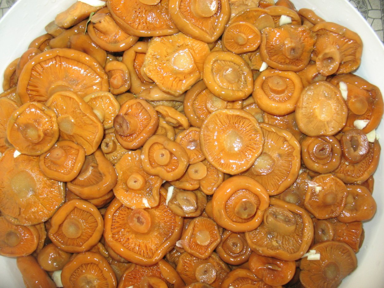 Рыжики грибы соленые