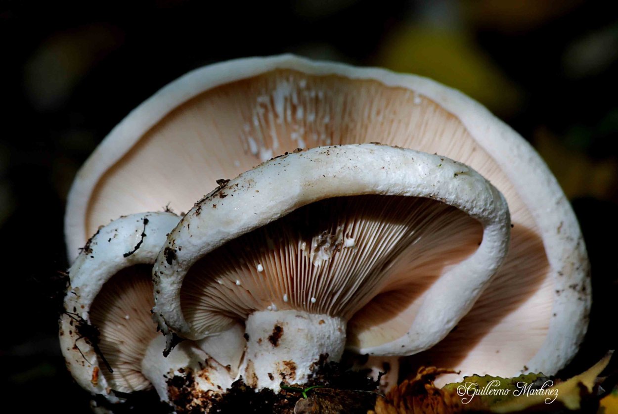 Белый груздь фото