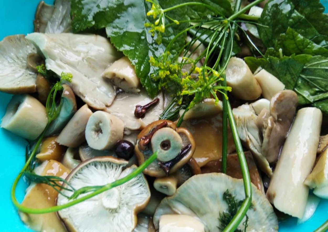 Грибы для холодной засолки