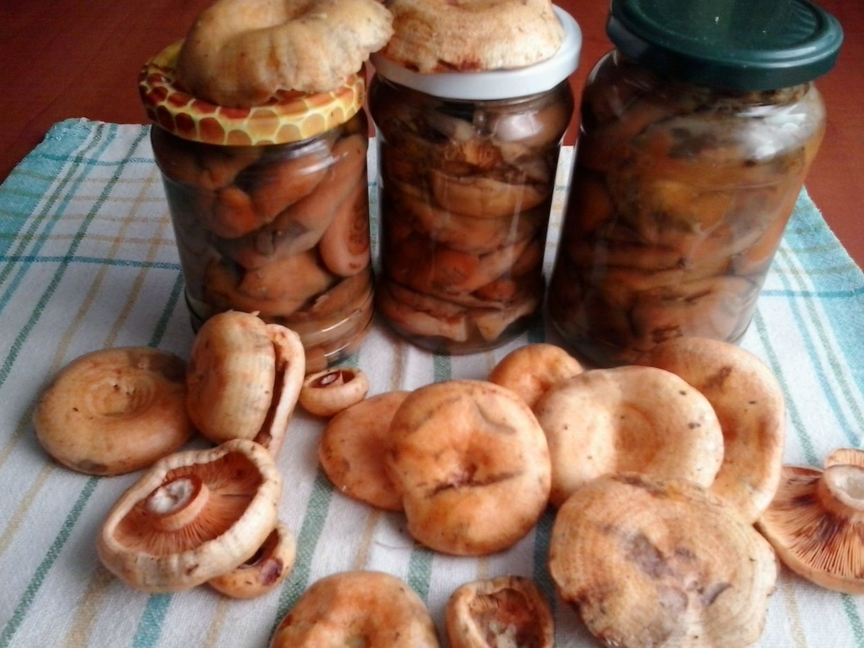 Рыжики грибы соленые