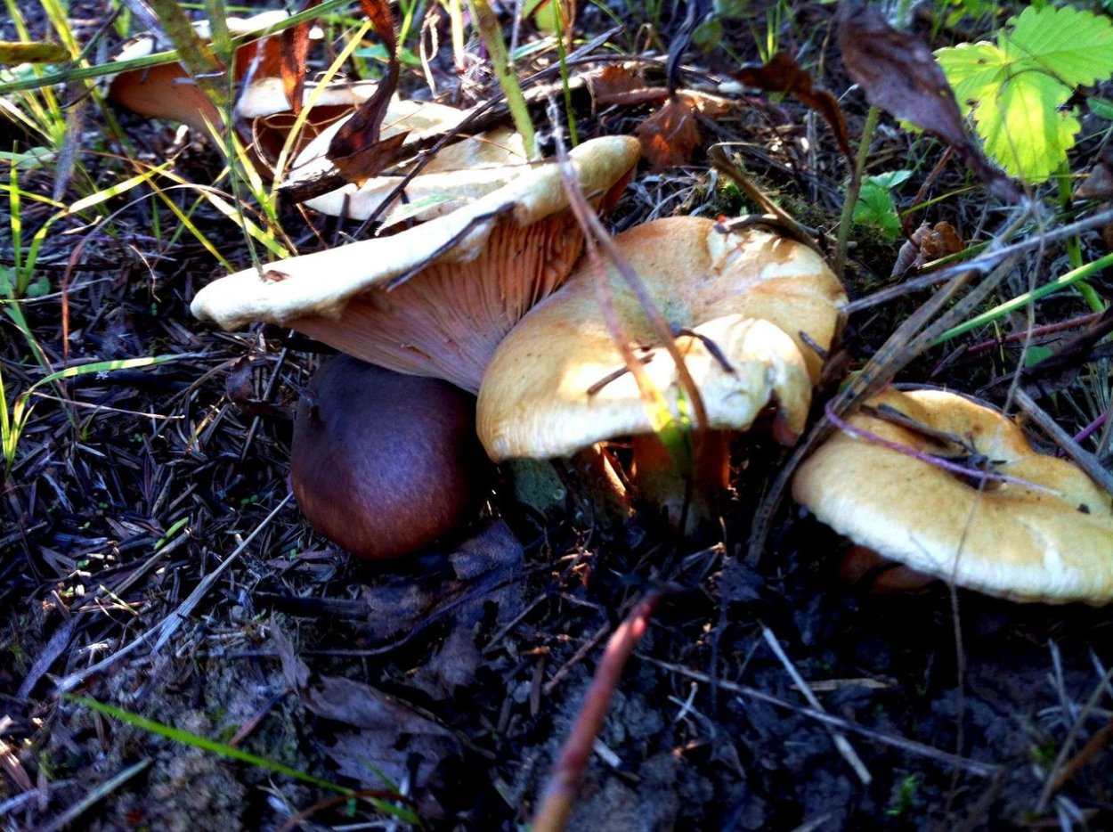 Маслята, моховики, лисички