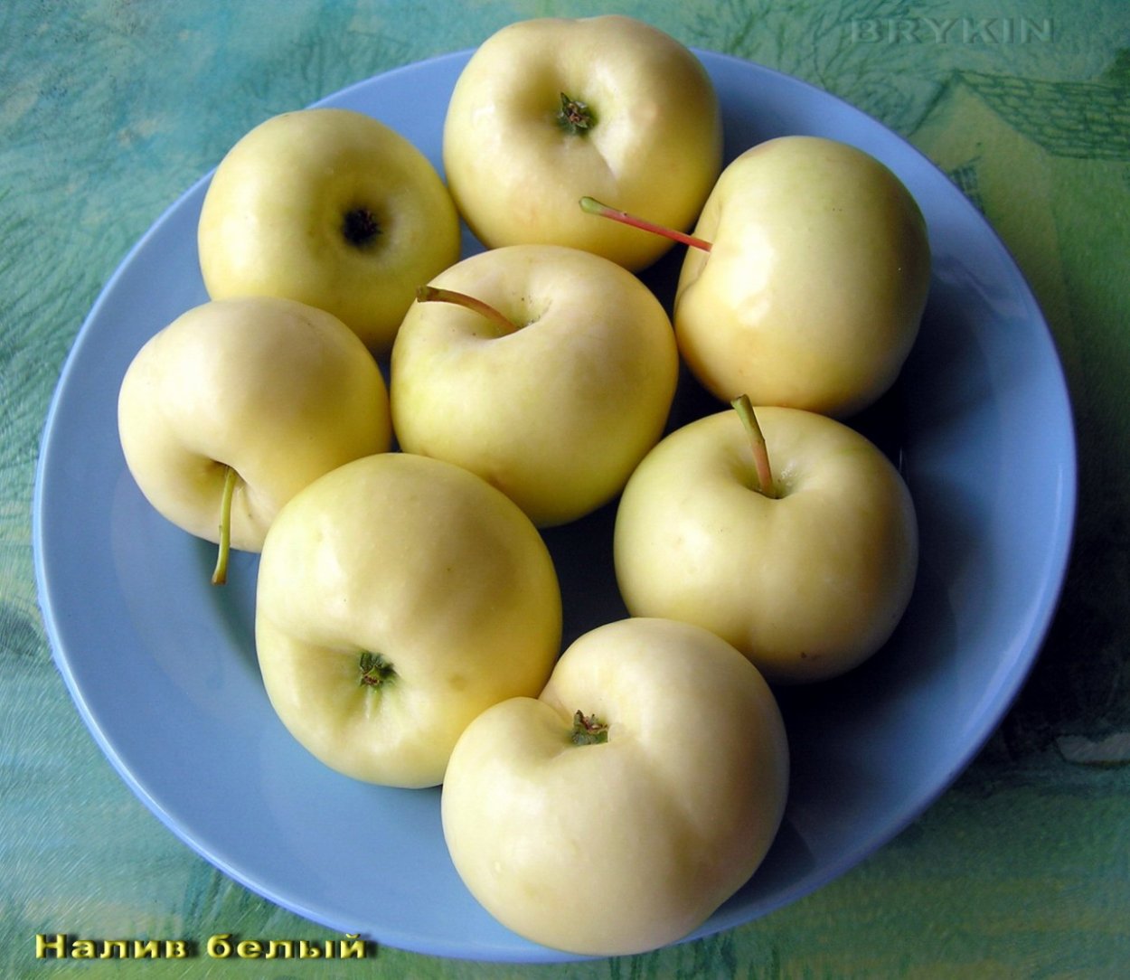 Яблоня летняя белый налив