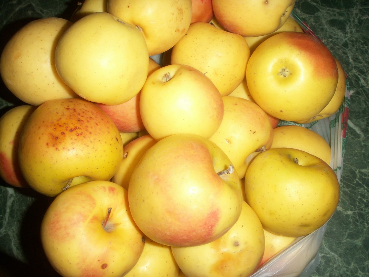 Сорт яблоки золотой Грин хранимость
