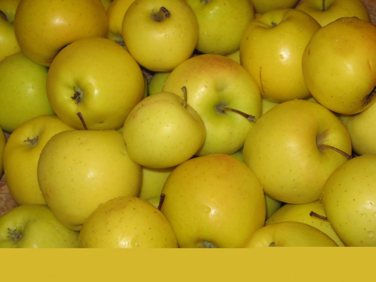 Яблоня Кулундинское