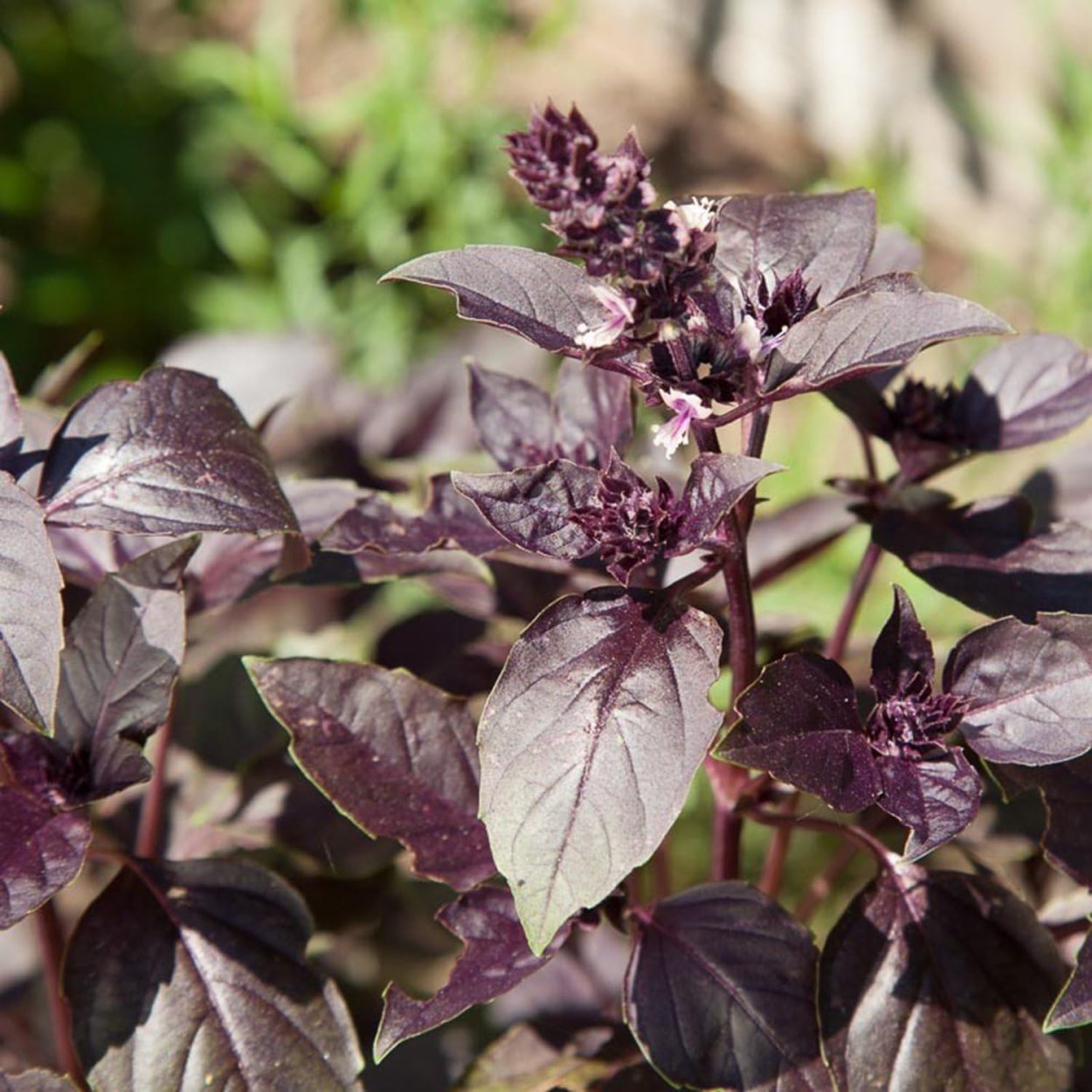 Базилик фиолетовый Раджа