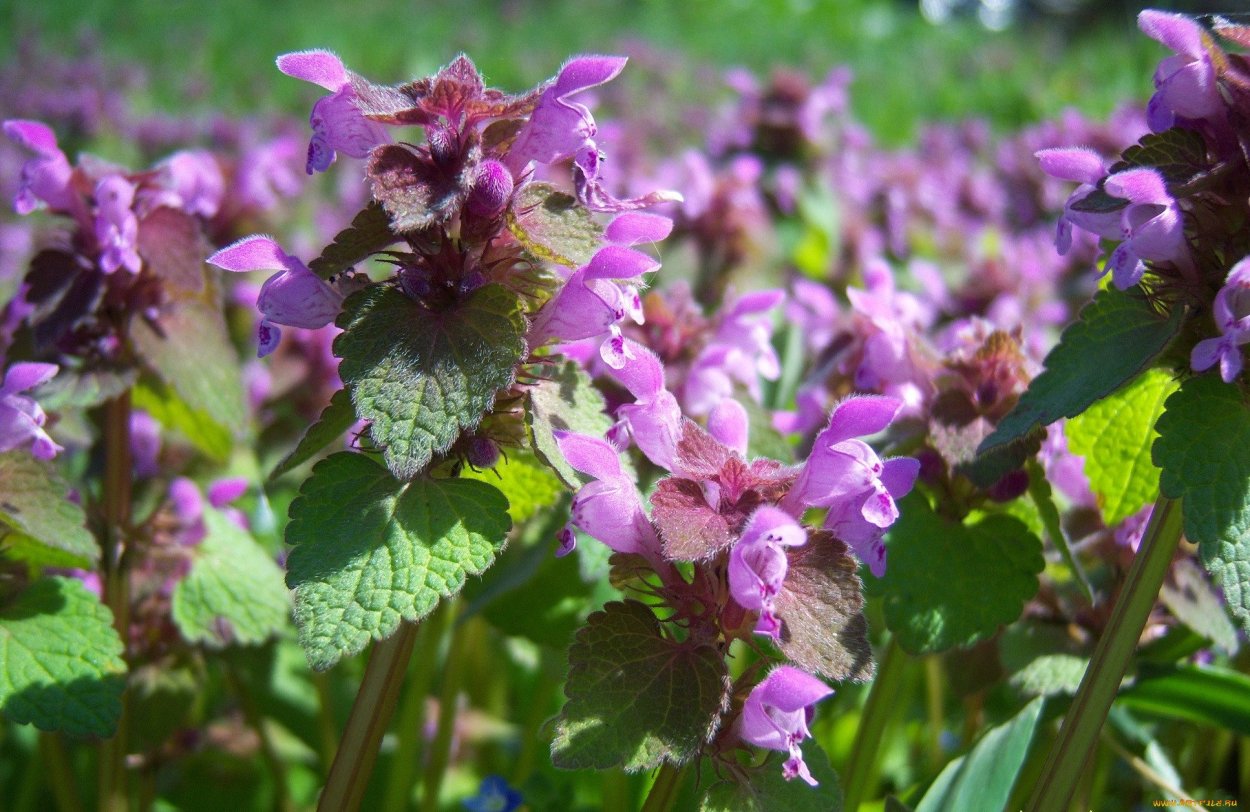 Сорняк с фиолетовыми цветами