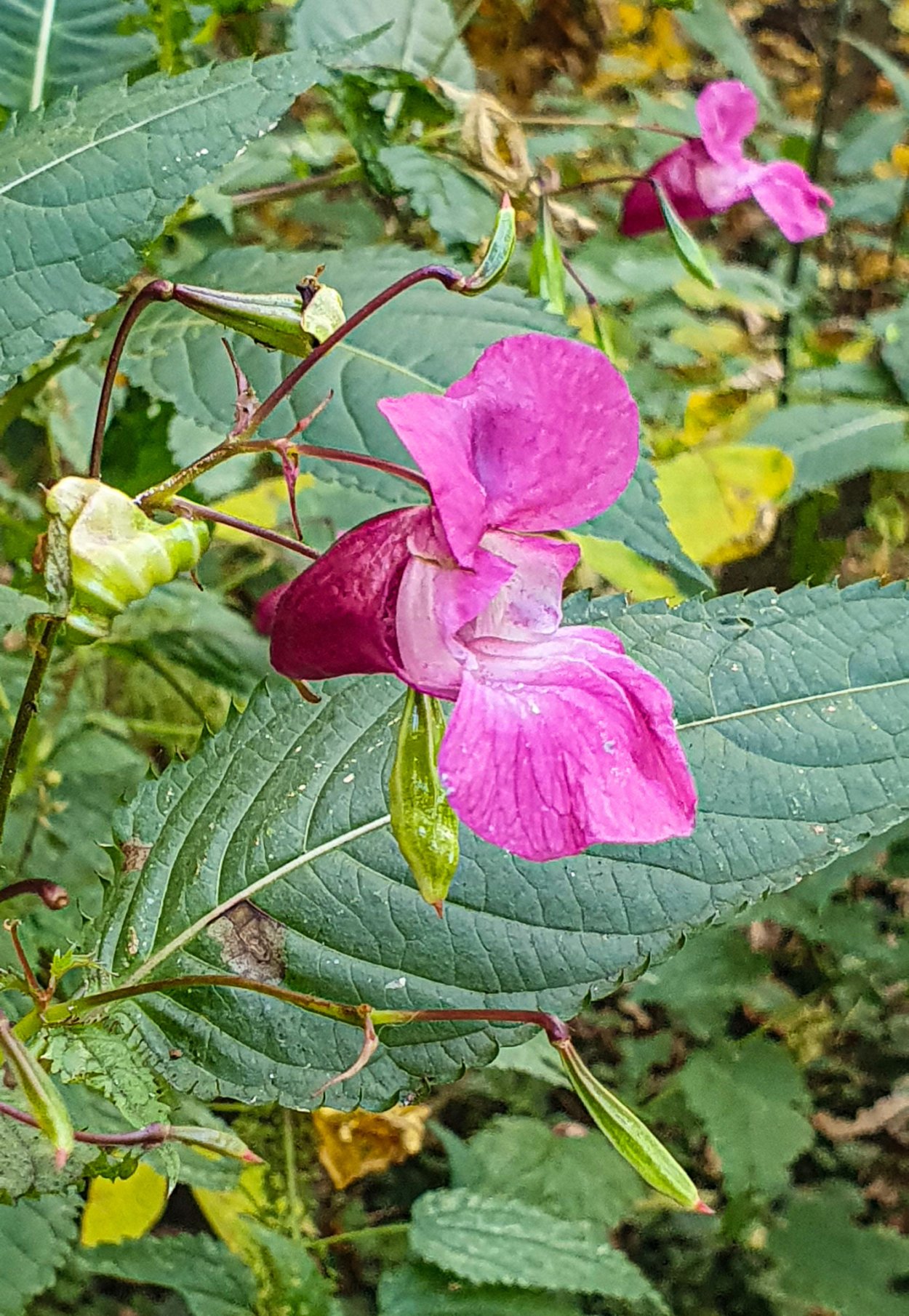 Бальзамин недотрога дикий