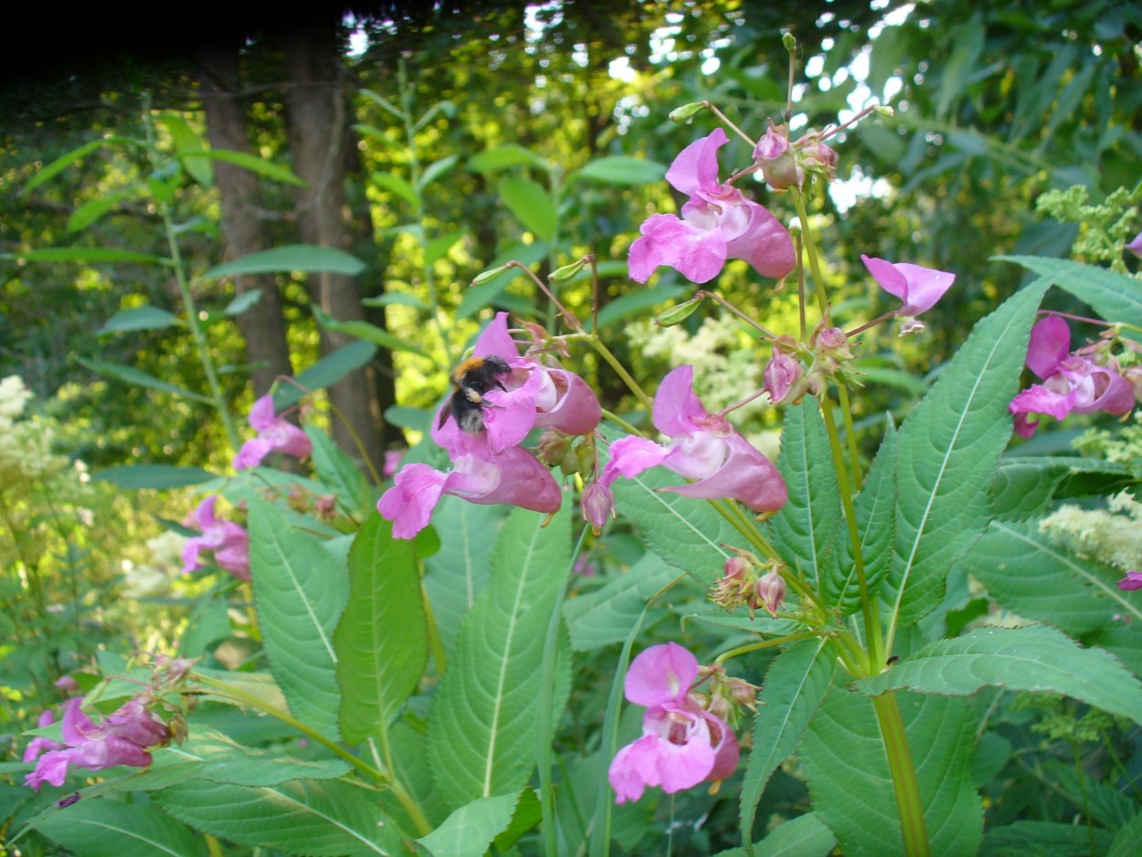 Цветок недотрога бальзаминовая