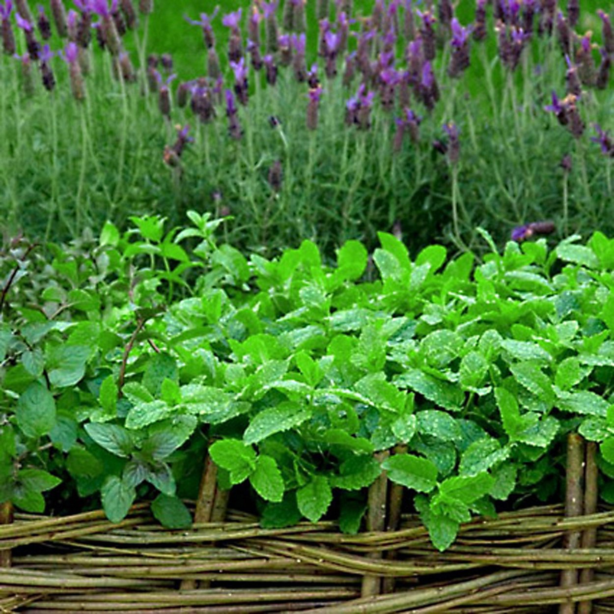 Мята Гарден минт