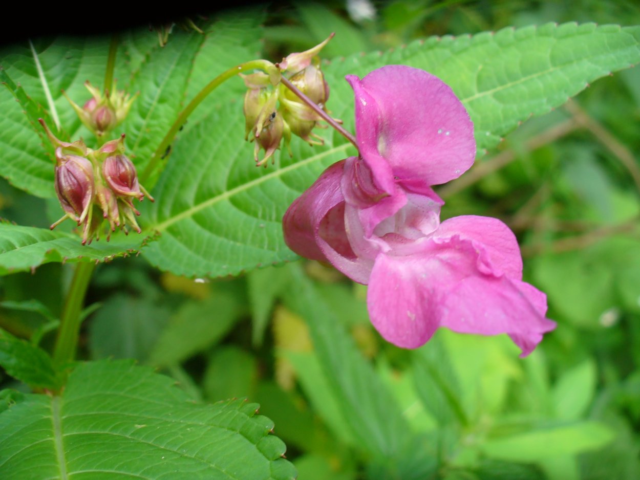 Бальзамин недотрога