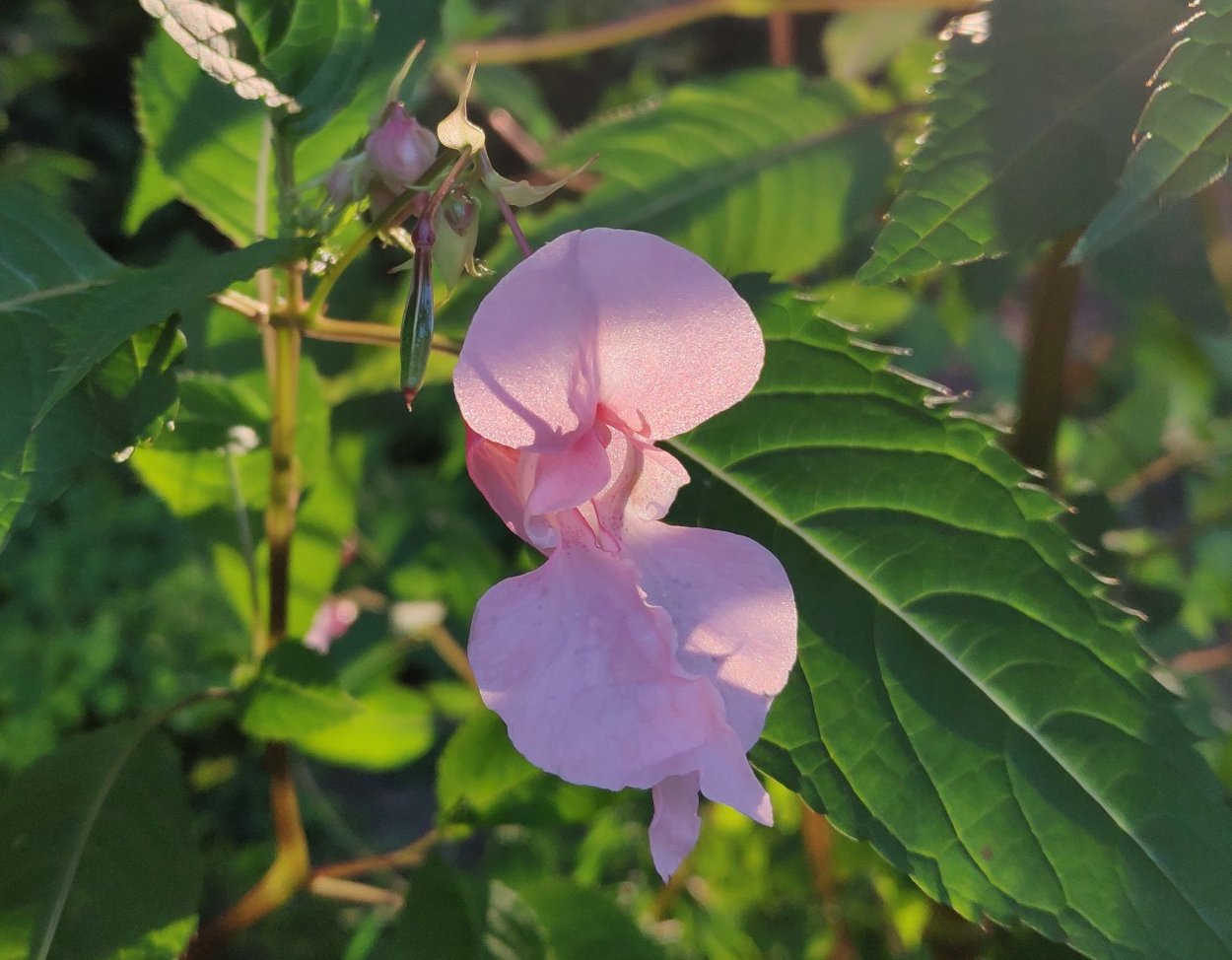 Impatiens balsamina недотрога бальзаминовая