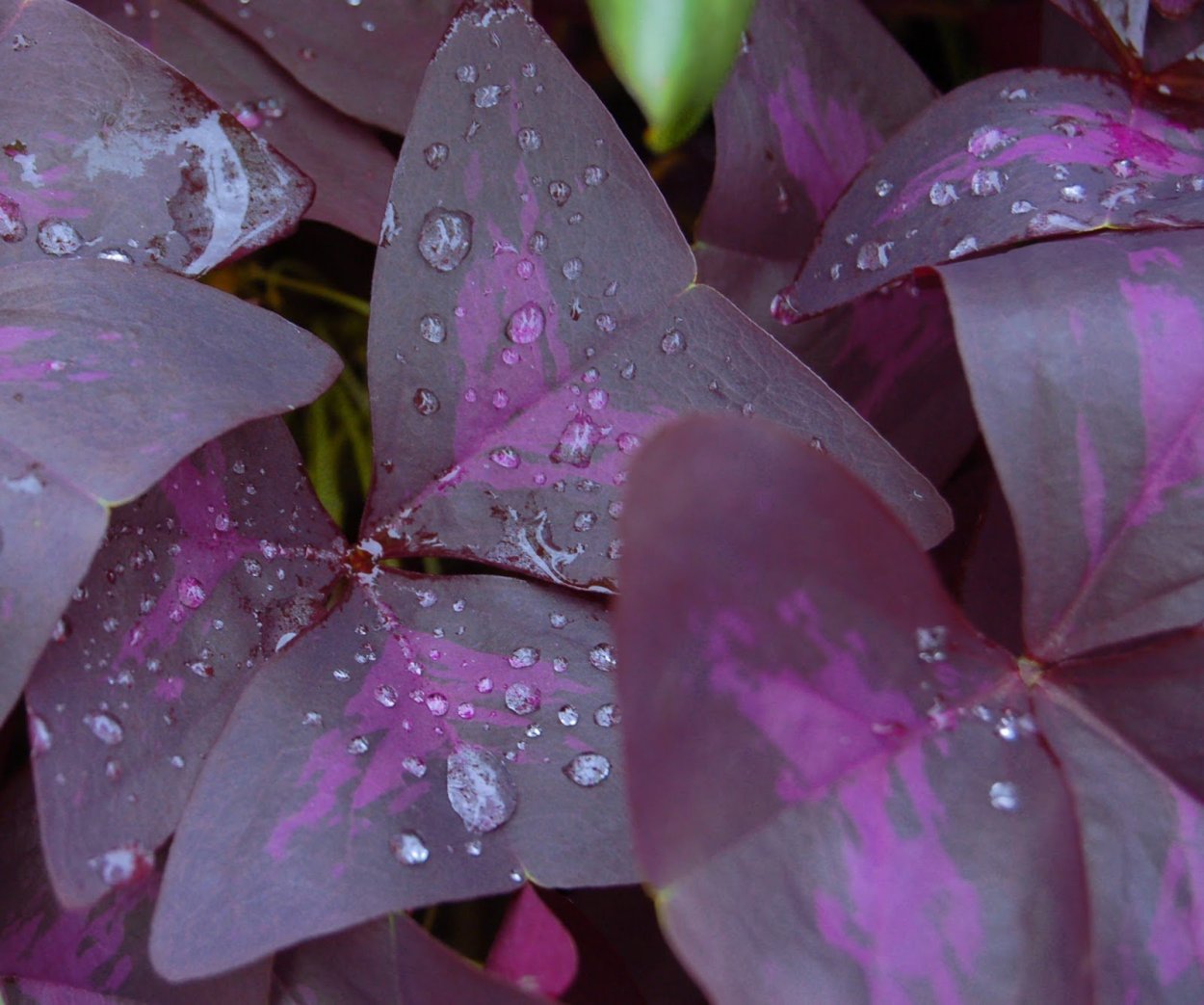 Клевер трехлистный фиолетовый